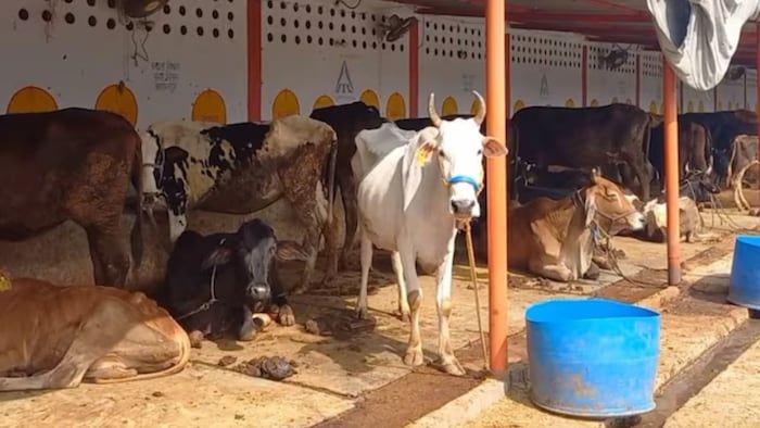 यूपी की गौशालाओं में सख्ती