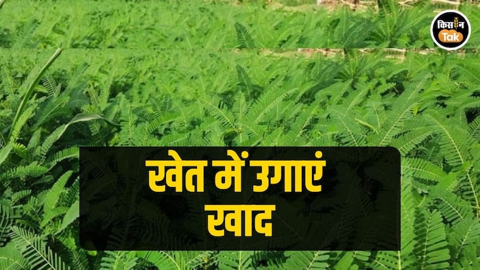 खेत में उगाएं खाद