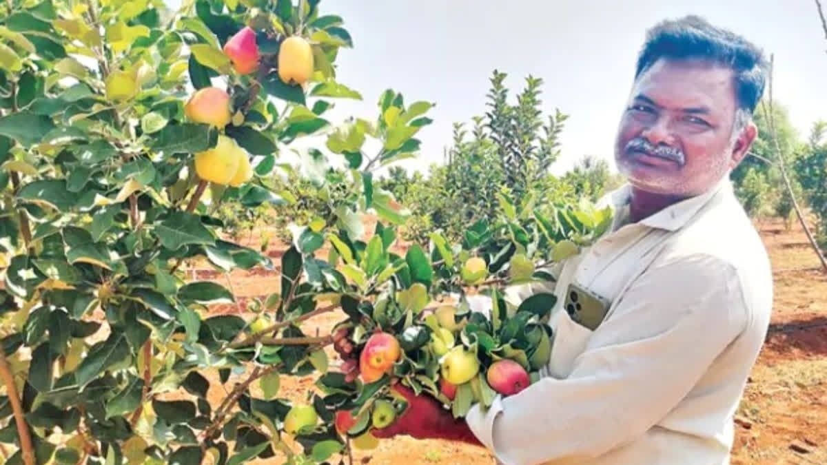 दक्षिण भारत में सेब क्रांति