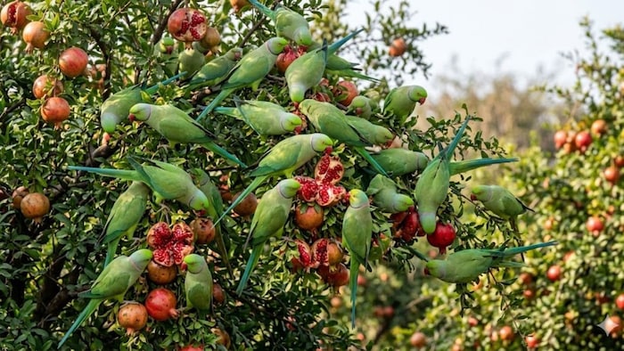 तोते बने ‘सरकारी जिम्मेदारी’ (AI- तस्वीर)