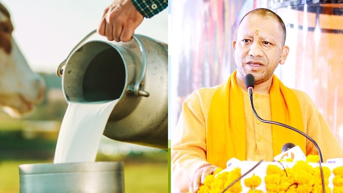 dairy sector business, lakhpati didi, uttar pradesh news, cm yogi adityanath, milk production, dairy sector in up, milk producer organization, up news, sarkari yojana