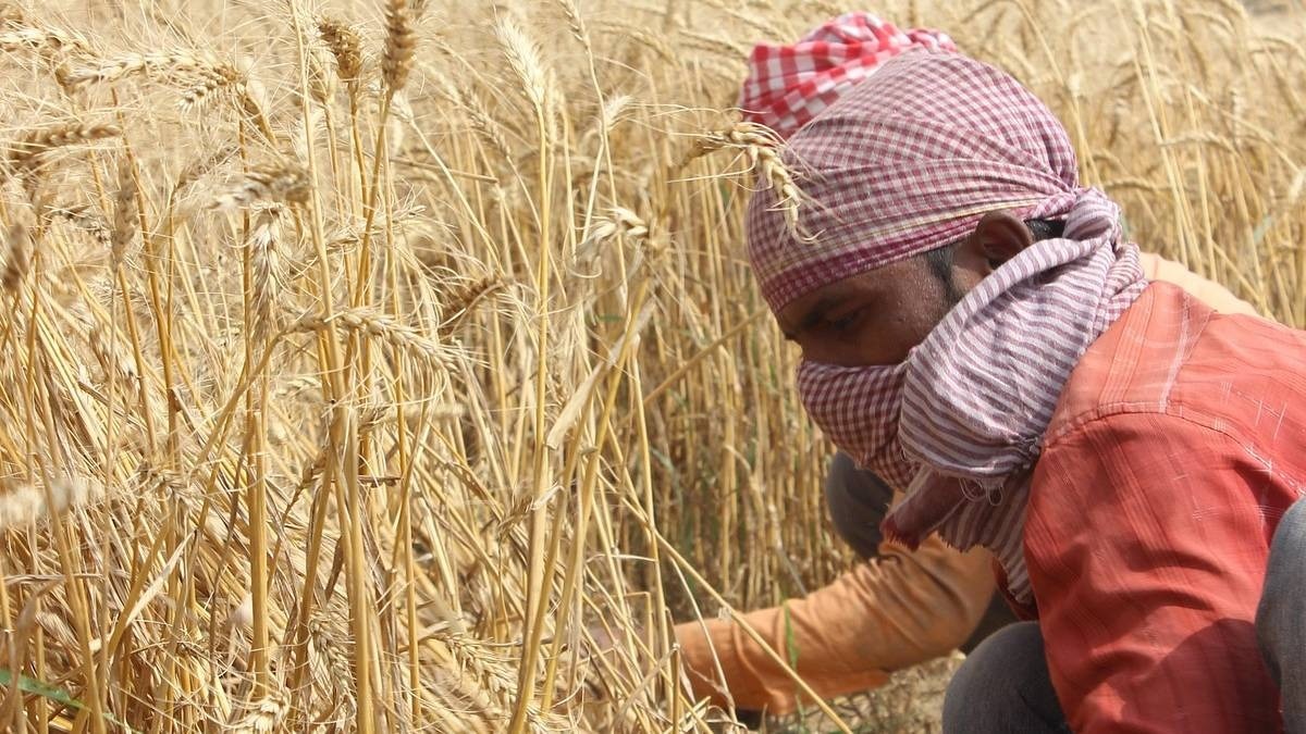 पंजाब में गेहूं किसानों की बढ़ी चिंता