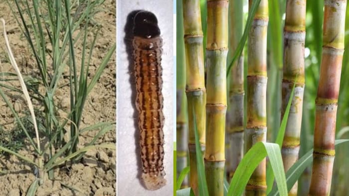 dangerous pest attack in sugarcane crop alert issued for farmers in up