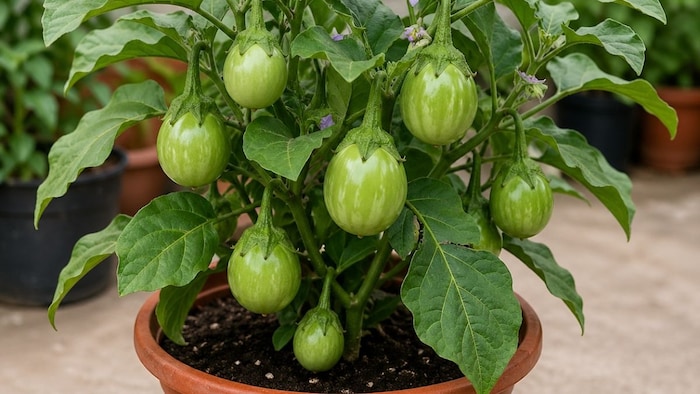 बैंगन की खेती