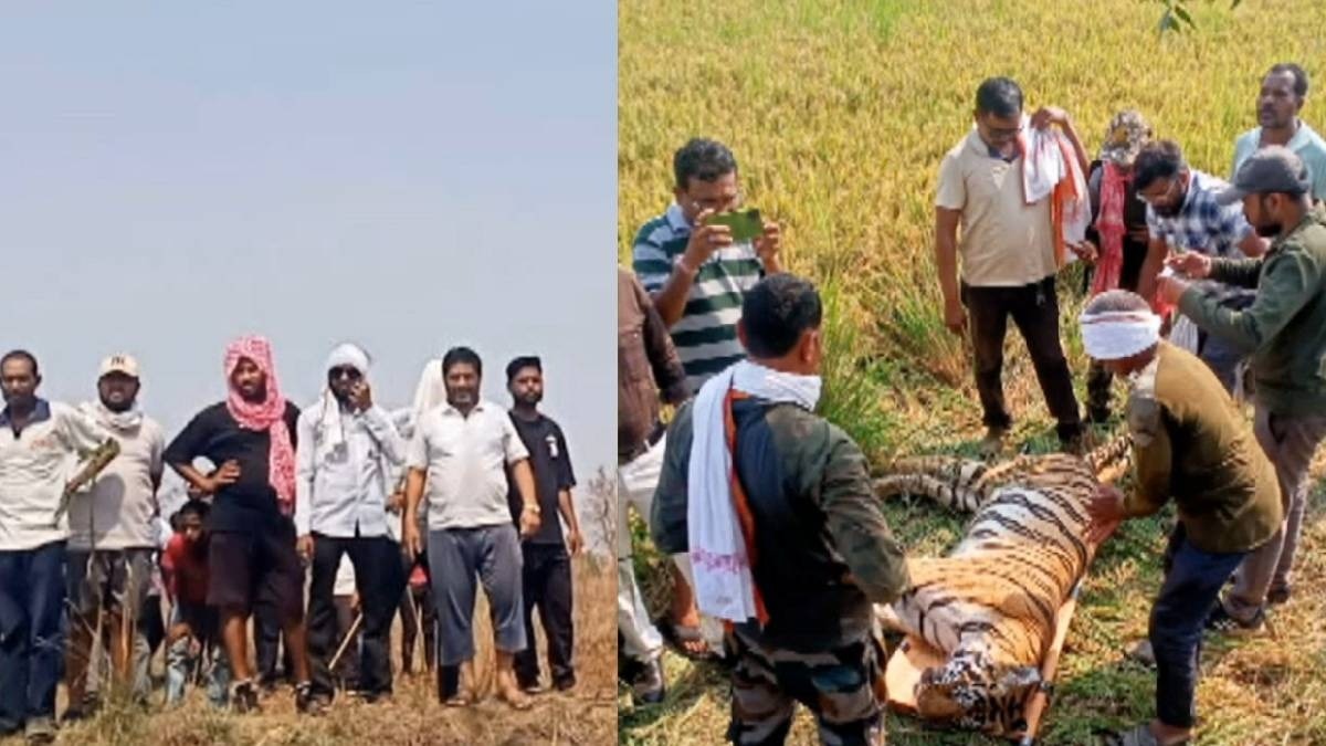 Chandrapur tiger death