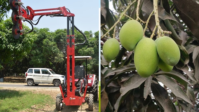 mango tree pruning machine imported from spain arrives in lucknow know its feature