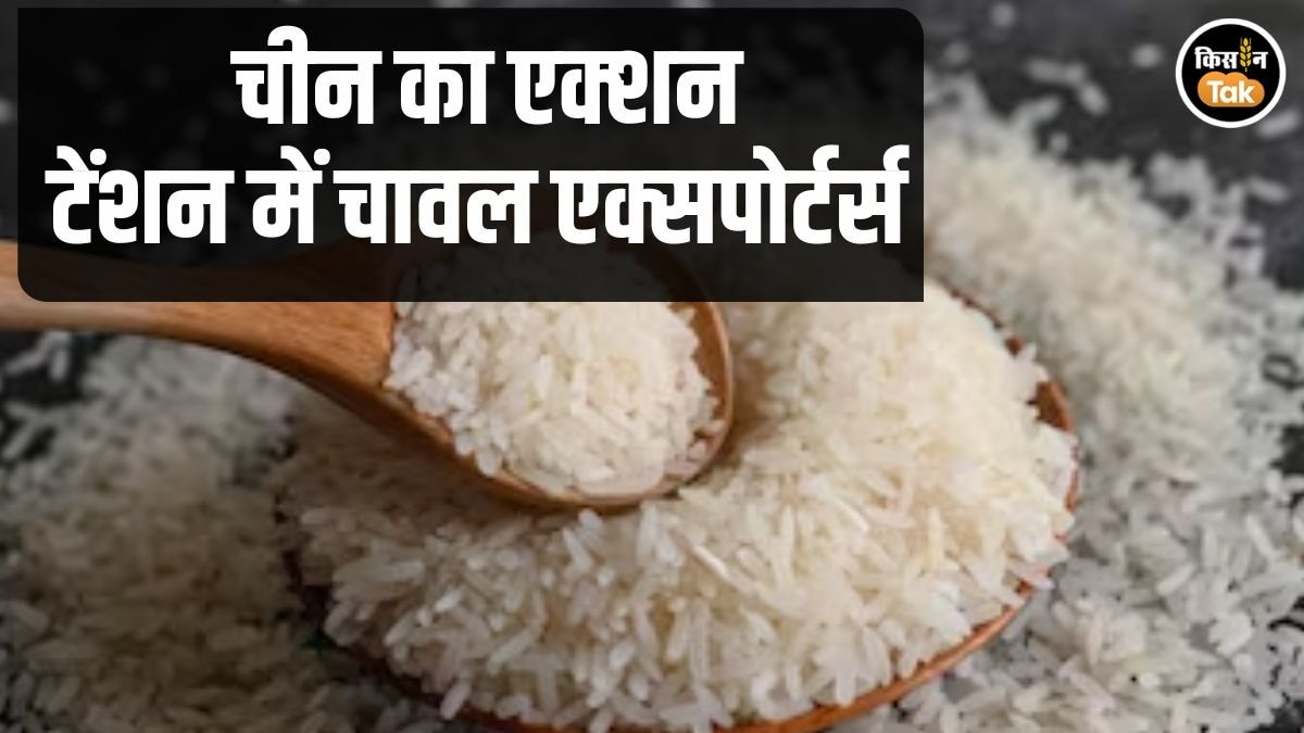 चीन के 'GMO पेंच' में फंसा भारत का गैर बासमती चावल, एक्सपोर्टर्स ने सरकार से लगाई मदद की गुहार