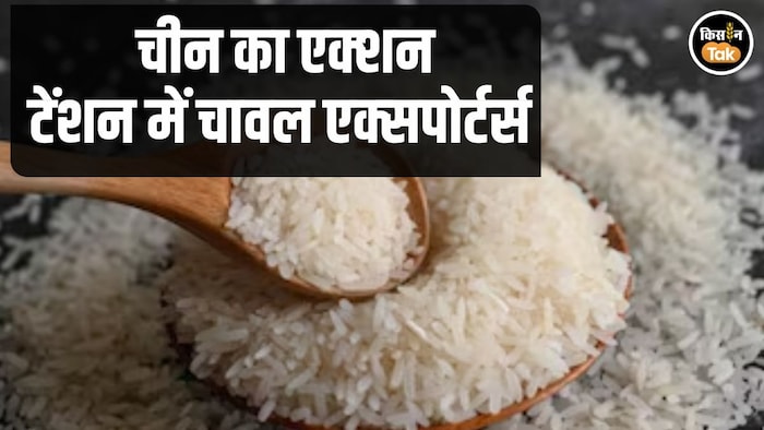 China Rice Export Controversy