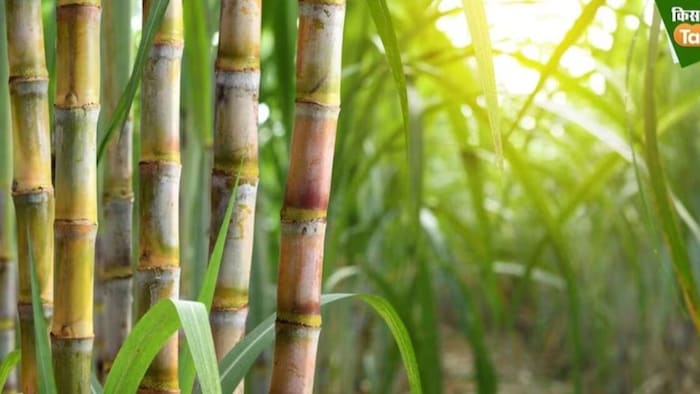 Sugarcane Farming Boost yogi Govt