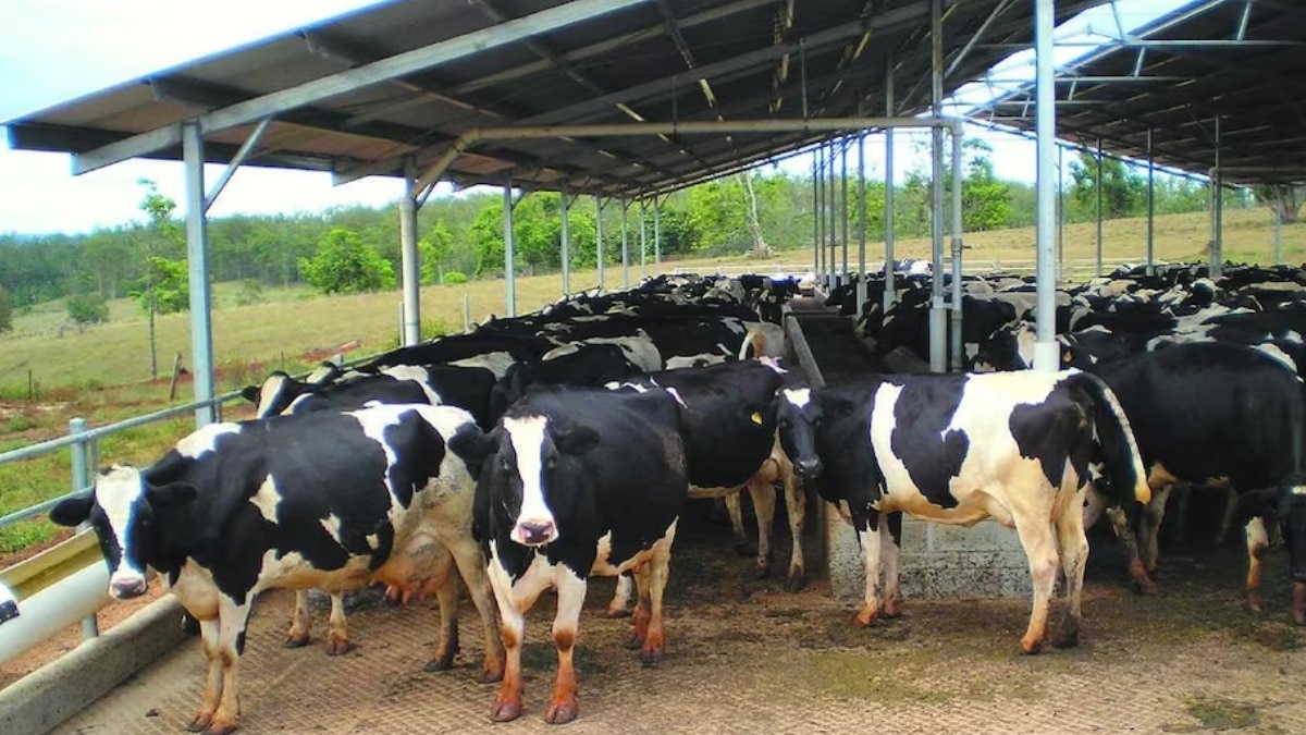 Animal Care in Summer: गर्मी में बदल गया गाय-भैंस का डाइट चार्ट, शामिल हुई ठंडी खुराक और ORS 