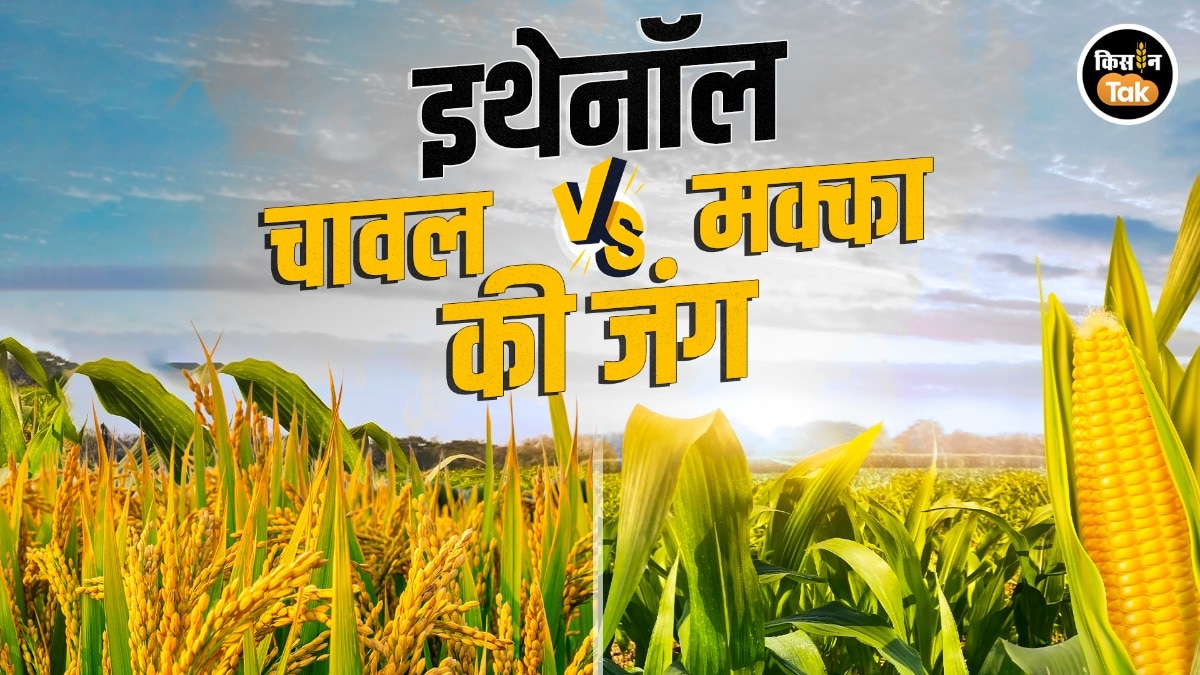 maize farmers crisis India