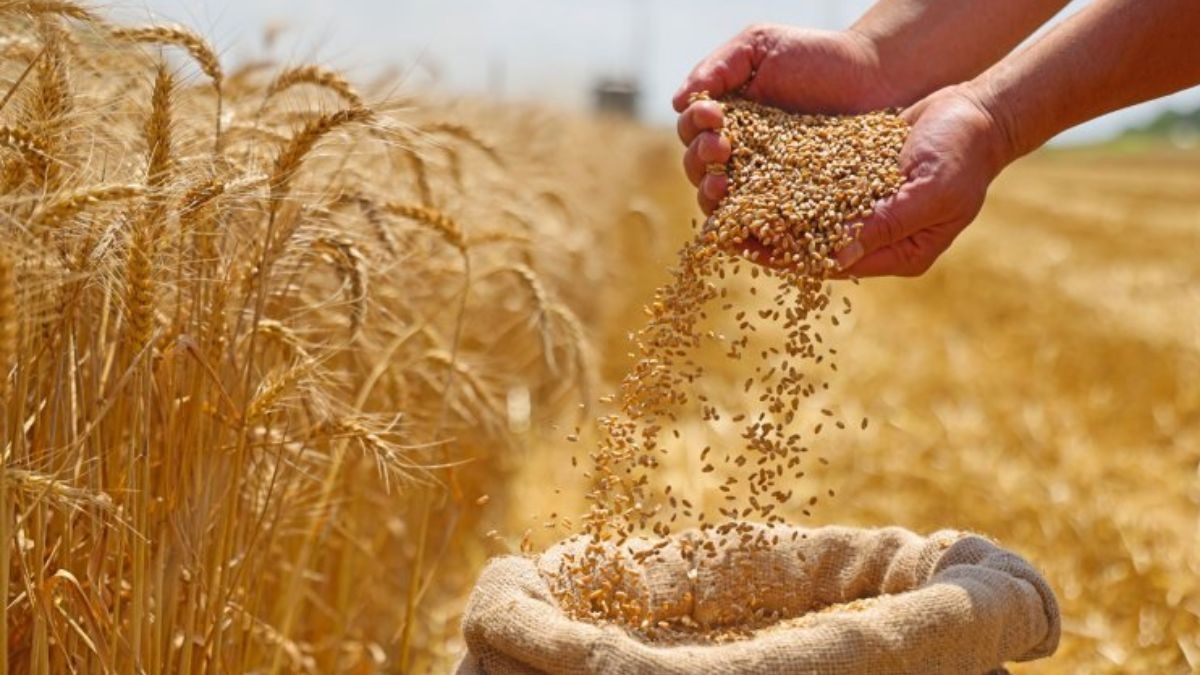 Wheat Procurement: दिल्ली में MSP नियमों में ढील, खराब गेहूं भी अब खरीदा जाएगा