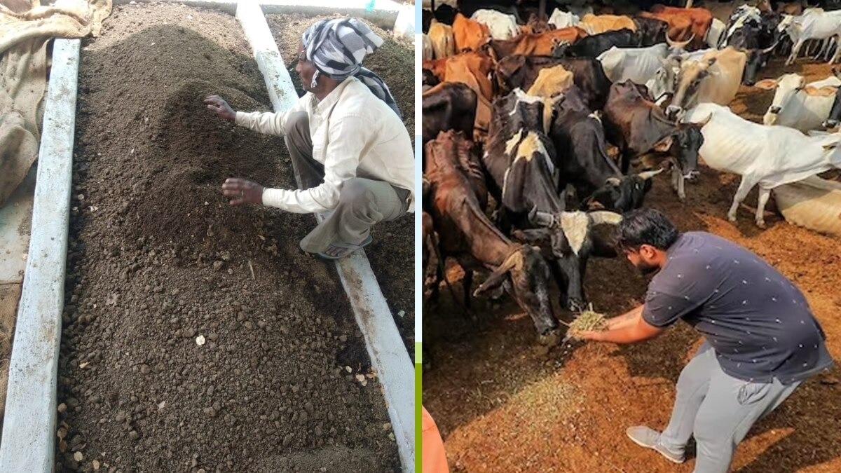 प्राकृतिक खेती से बदल रही यूपी के किसानों की तकदीर