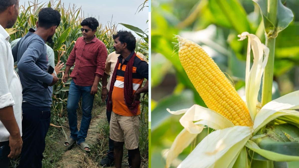 24 year youth farmer yashvardhan earning in lakhs by maize farming in sant kabir nagar districts of uttar pradesh संतकबीरनगर जिले के युवा किसान यशवर्धन