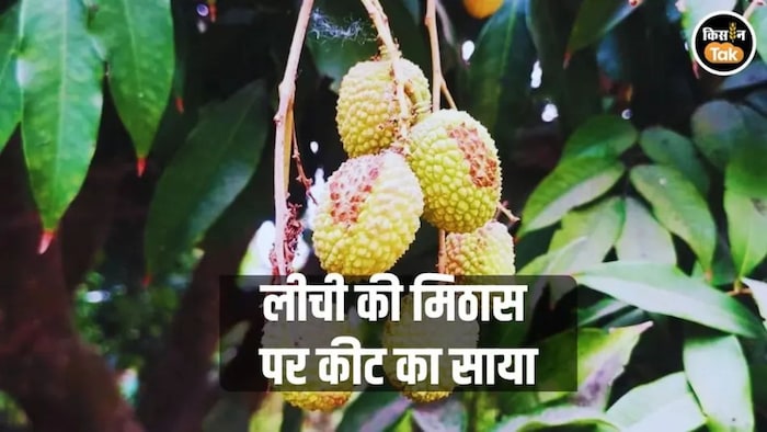 लीची के बागों पर कीट का खतरा