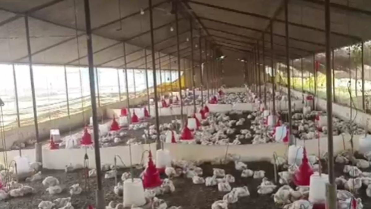 140 मुर्गियों की मौत