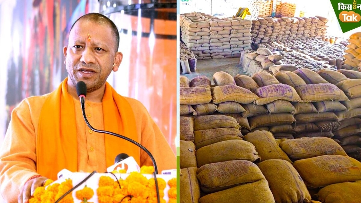 yogi government wheat purchase