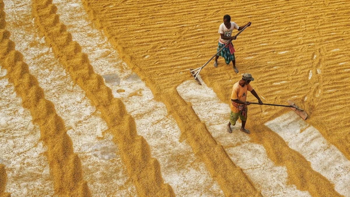 Wheat procurement haryana