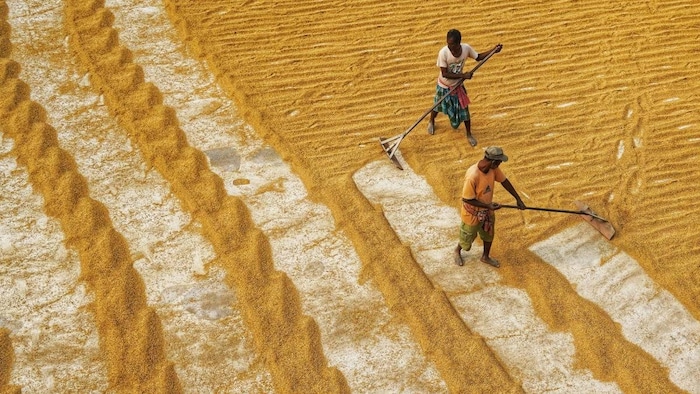 Wheat procurement haryana