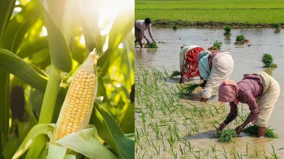 धान छोड़ मक्का अपनाएं किसान