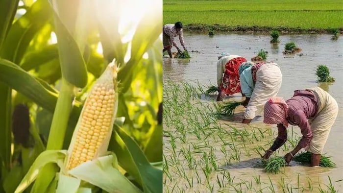 धान छोड़ मक्का अपनाएं किसान