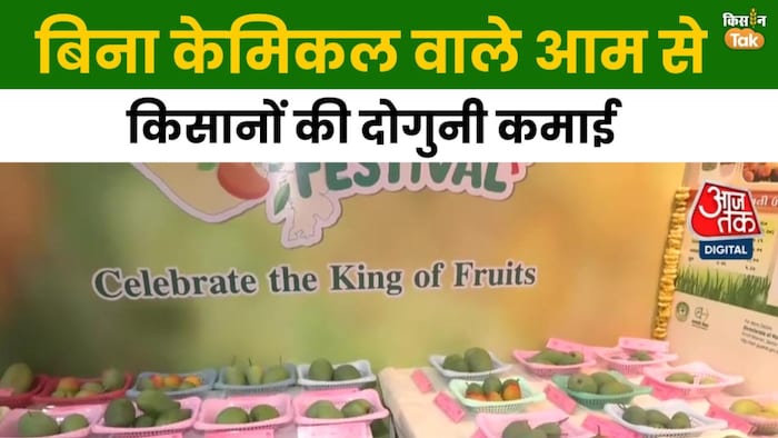 Organic mango farming