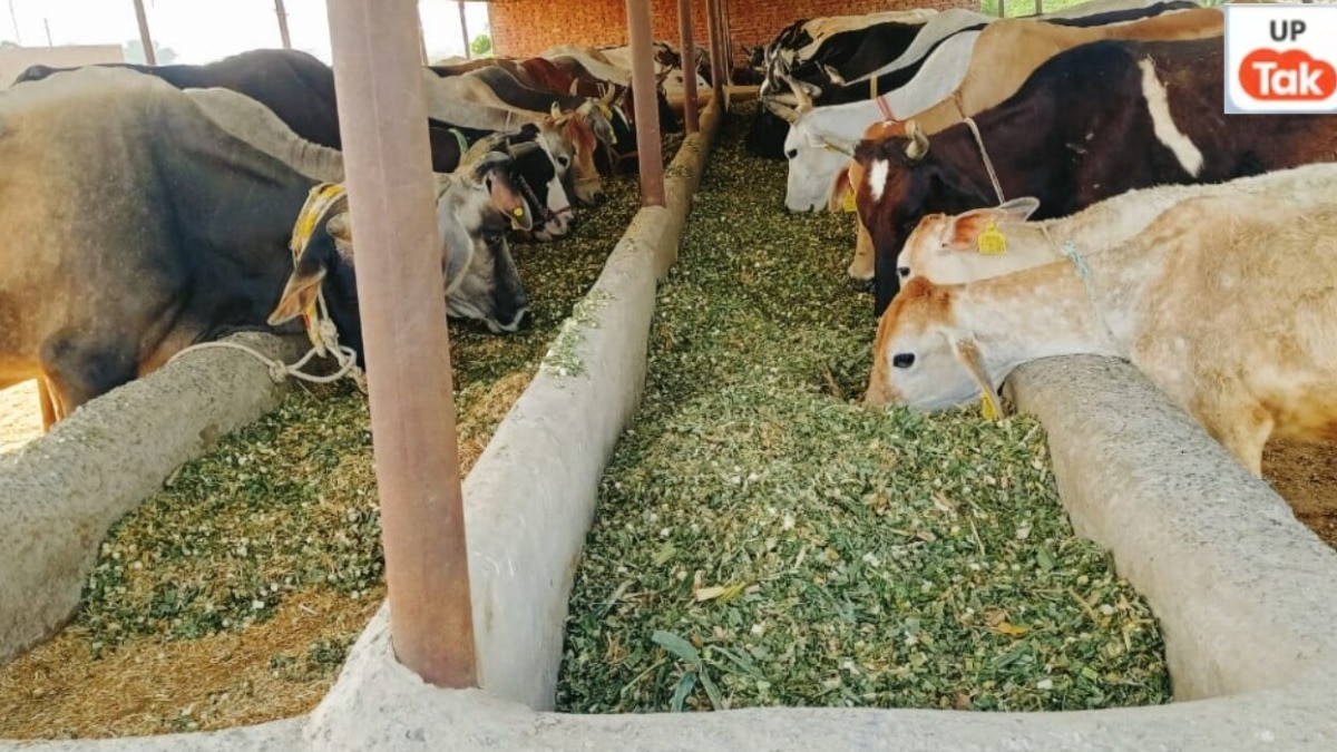 yogi government will develop straw-banks in all 75 districts of uttar pradesh for cow shelters 