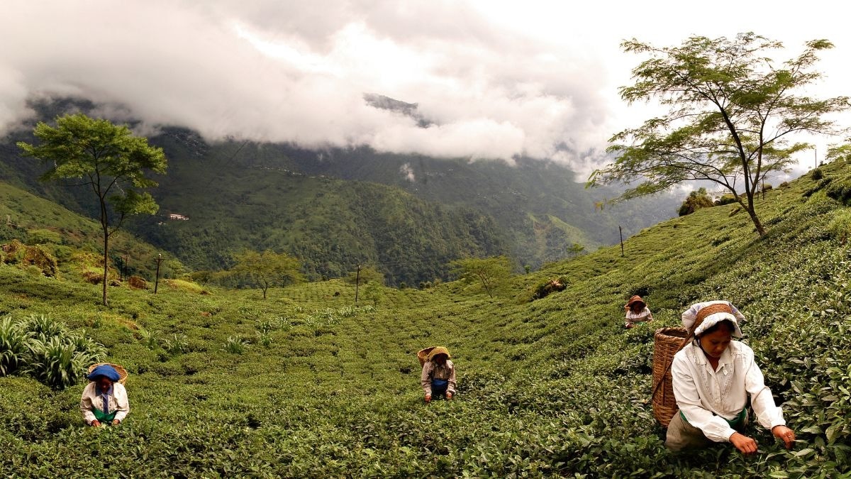 Darjeeling Tea Valley
