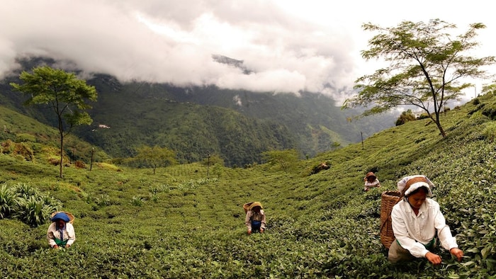 Darjeeling Tea Valley