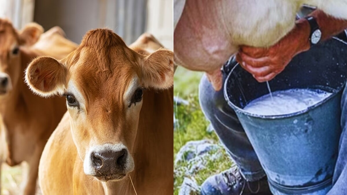 milk production uttar pradesh set new record till now 25000 crore rupees investment in dairy sector यूपी के दुग्ध उत्पादकों और निवेशकों की चमकी किस्मत