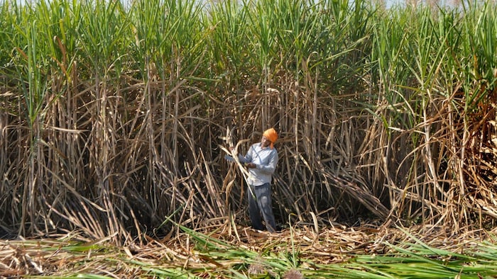 GPS survey of sugarcane crops (File Photo- PTI)