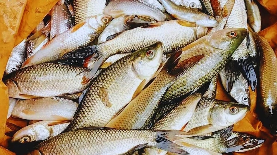 Tips for Fish Growth: गर्मियों में मछलियों को वजनदार बनाने के लिए अपनाएं ये तीन एक्सपर्ट टिप्स Tips for Fish Growth: गर्मियों में मछलियों को वजनदार बनाने के लिए अपनाएं ये तीन एक्सपर्ट टिप्स