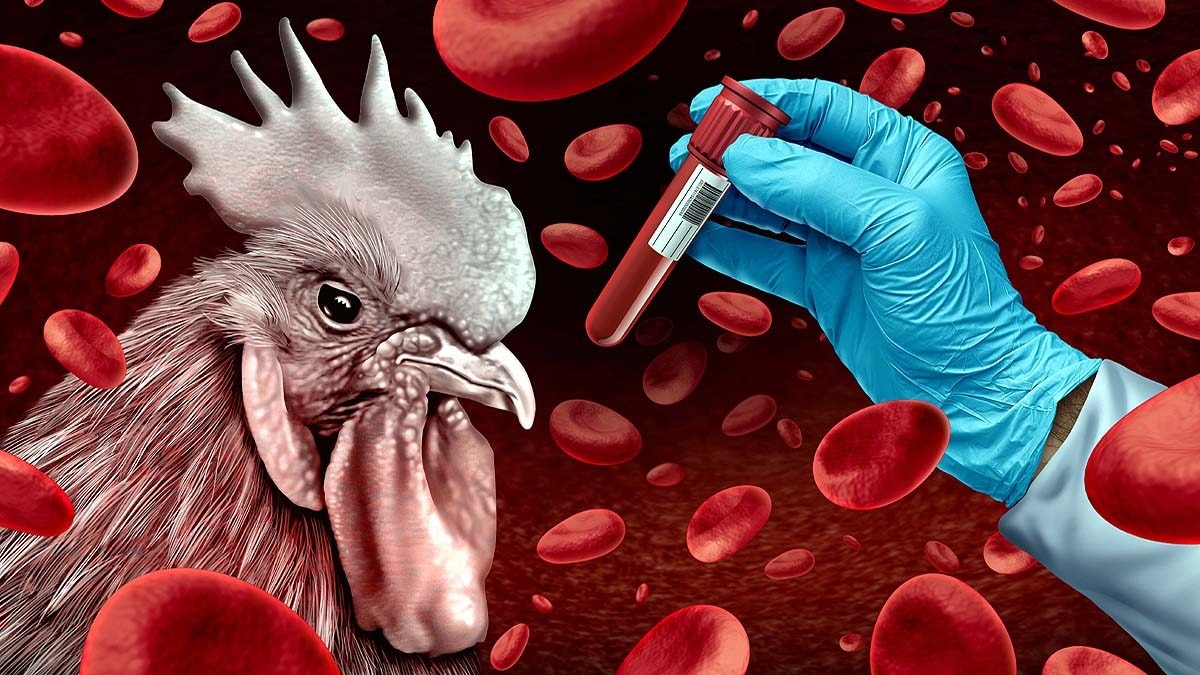 Bird Flu: महाराष्ट्र के नवापुर में H5N1 का प्रकोप, पोल्ट्री कारोबार पर लगा ब्रेक