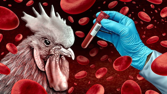 H5N5 Bird flu virus