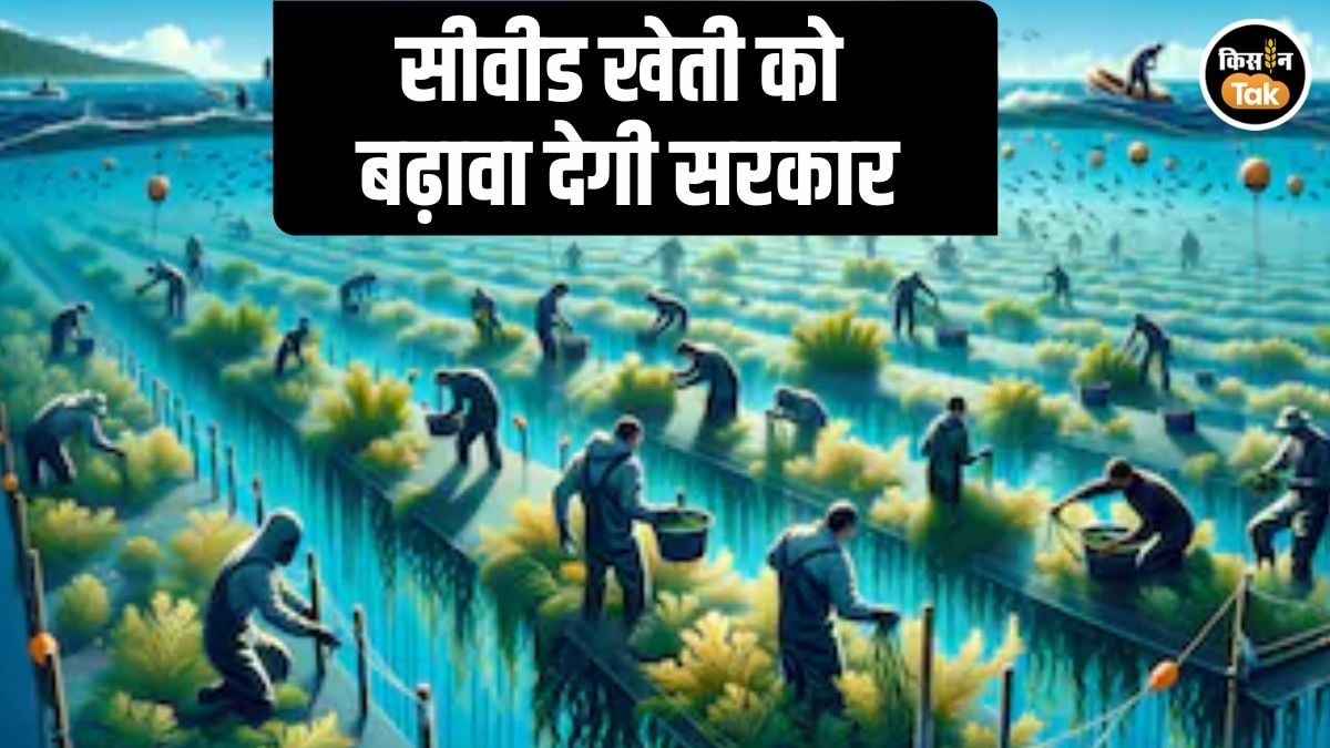 आंध्र में समुद्री शैवाल की खेती के लिए तैयार होगा मॉडल, मछुआरों-SHG से जुड़ी मह‍िलाओं की बढ़ेगी आय