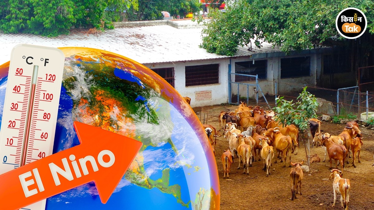 El NiNo: गौशाला में गायों को अलनीनो से बचाएंगे एक्सपर्ट के ये 7 टिप्स