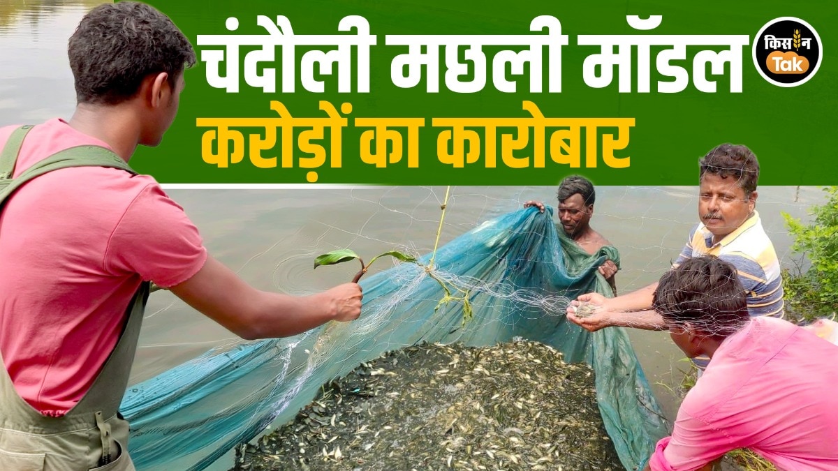 Success story: चंदौली के मदनजीत सिंह का मछली पालन मॉडल, 100 टन पैदावार और करोड़ों के टर्न ओवर से पेश की मिसाल