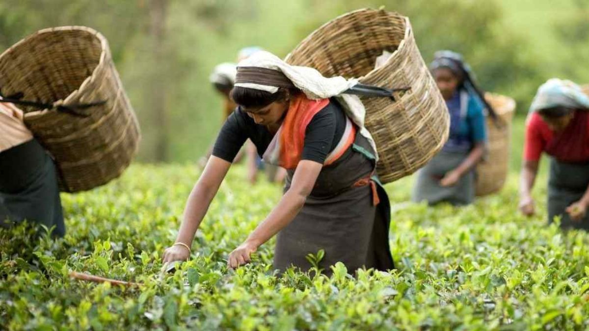 दार्जिलिंग TEA उद्योग को बड़ी राहत, 'फर्स्ट फ्लश' चाय उत्पादन में इतनी बढ़त के चांस