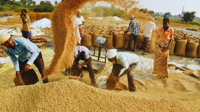 paddy Procurment