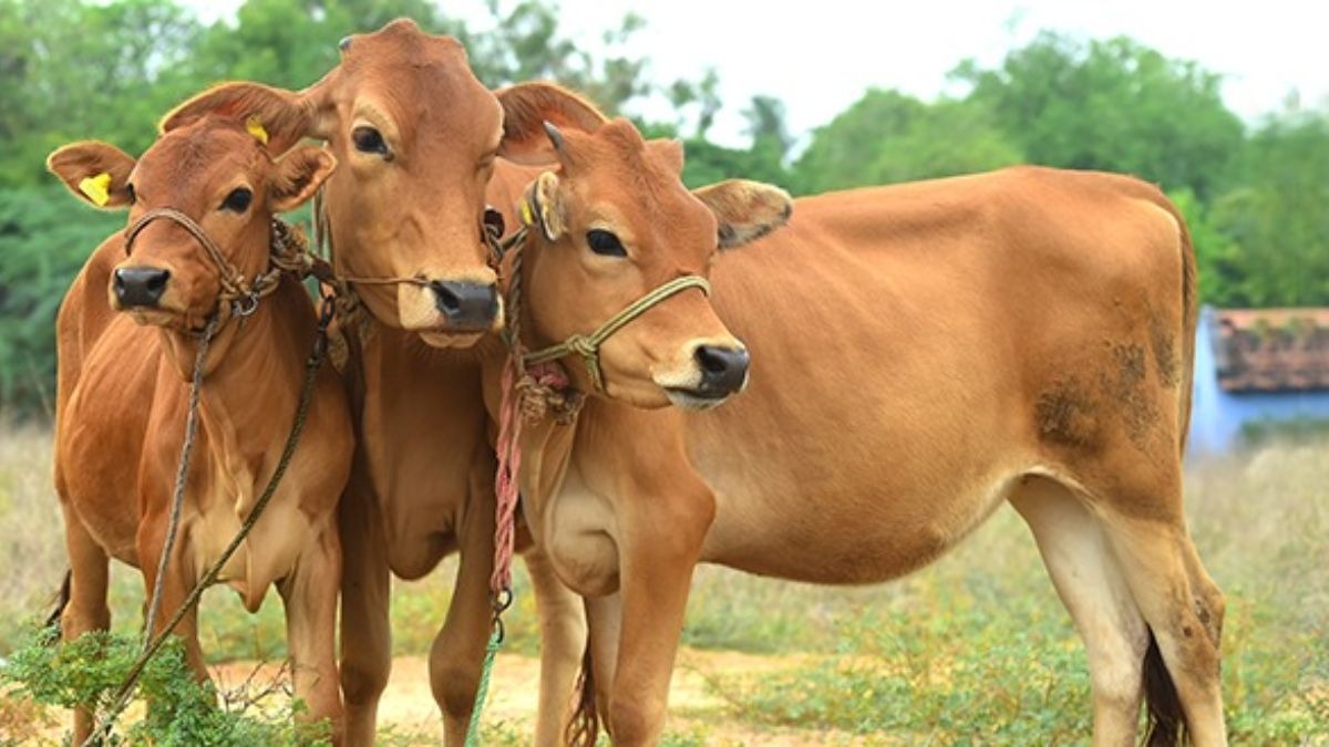 स्वदेशी गौसॉर्ट तकनीक से बढ़ी बछियों की संख्या, डेयरी क्षेत्र में आ रहे नए बदलाव