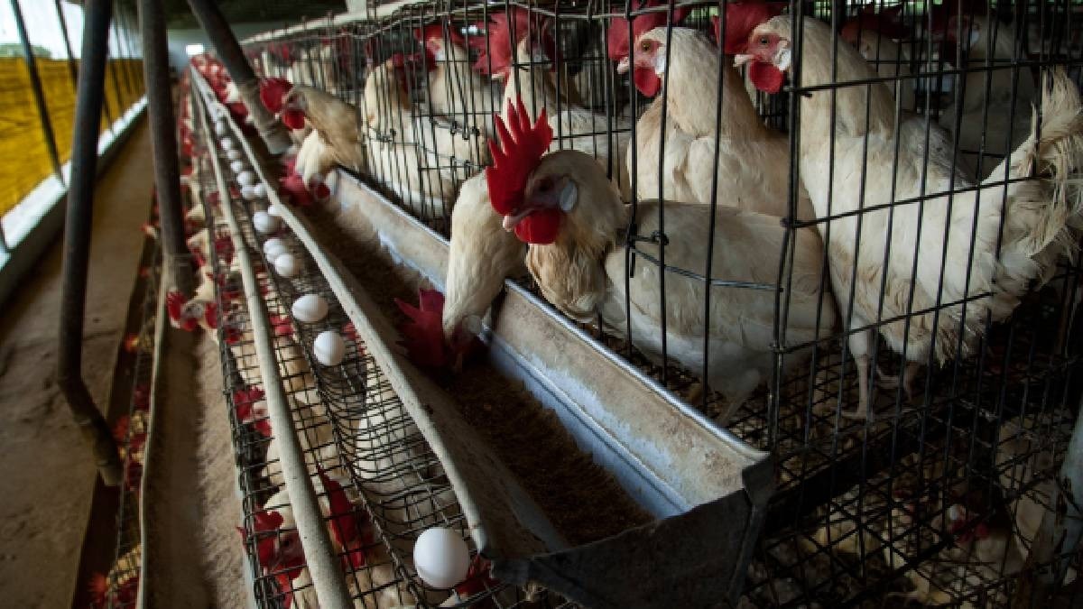 Cleaning in Poultry Farm: मुर्गियों के पिंजड़े में जमा न होने दें फीड-पानी, नहीं तो होगा ये नुकसान 