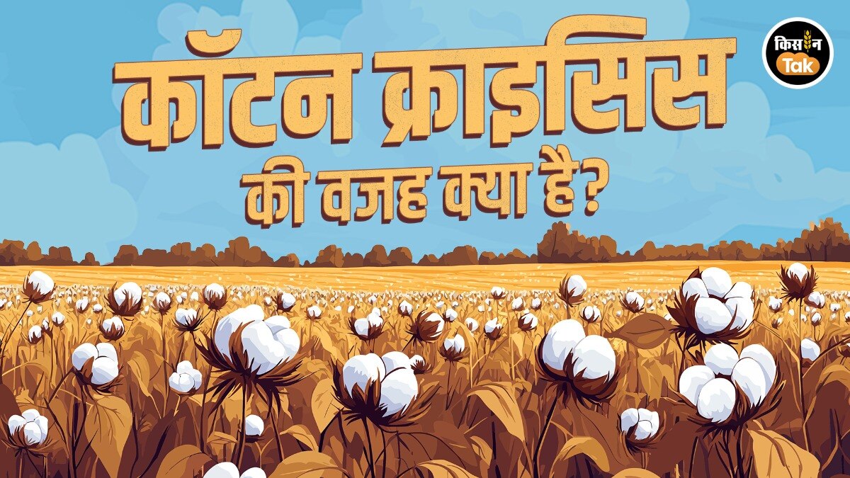 Cotton Crisis: भारत में कपास की खेती के उत्थान और पतन की कहानी 