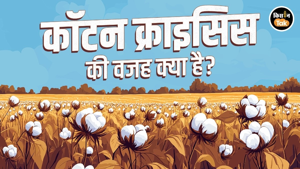 Cotton Crisis: भारत में कपास की खेती के उत्थान और पतन की कहानी 