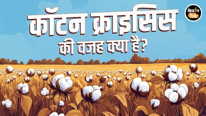 कॉटन संकट की कहानी