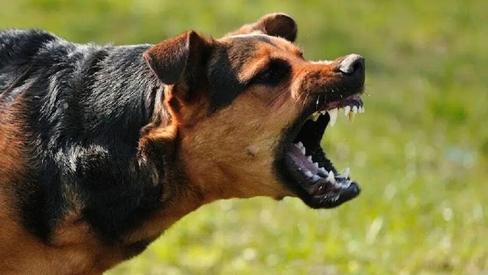 dog