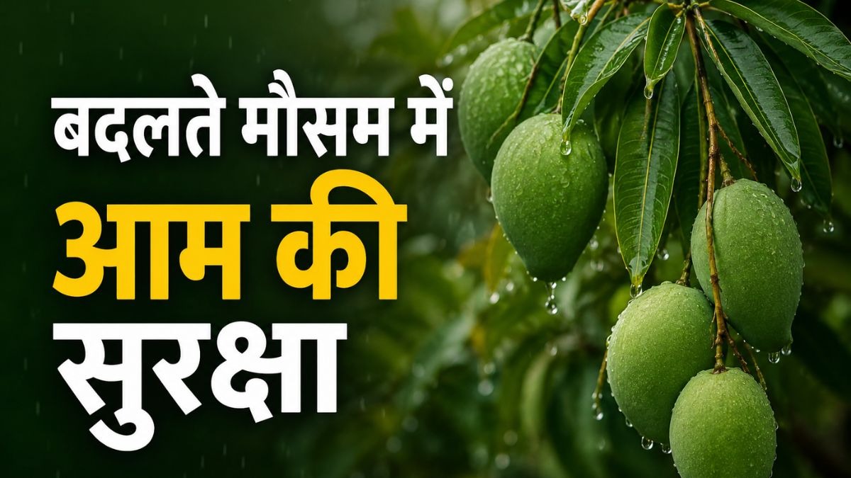 आम की कैसे करें हिफाजत