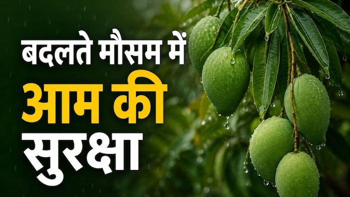 आम की कैसे करें हिफाजत