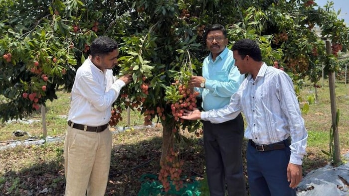 Litchi Fruiting Bastar