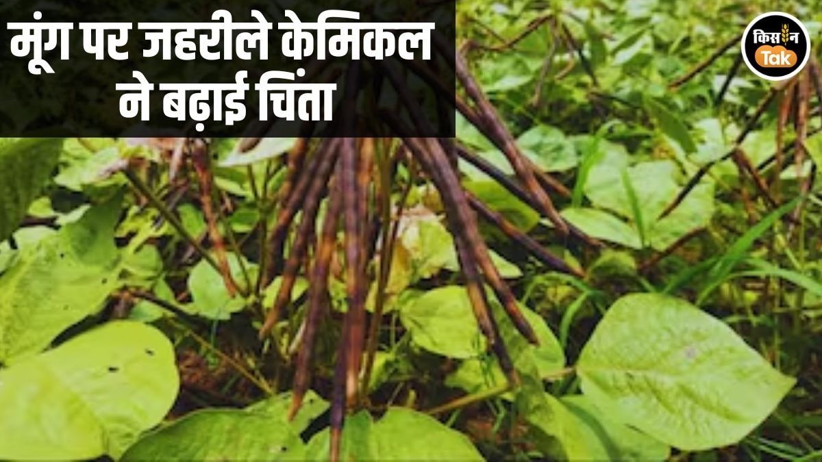 मूंग पर जहरीले केमिकल का खतरा, किसान महापंचायत ने सरकार से की तत्काल बैन करने की मांग
