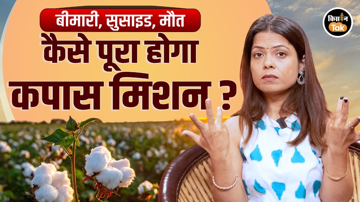 Explained: क्या है भारत का Cotton Mission? जानें किसानों को कितना होगा फायदा, कैसे सुधरेंगे हालात